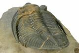 Flying Zlichovaspis Trilobite - Atchana, Morocco #323411-4